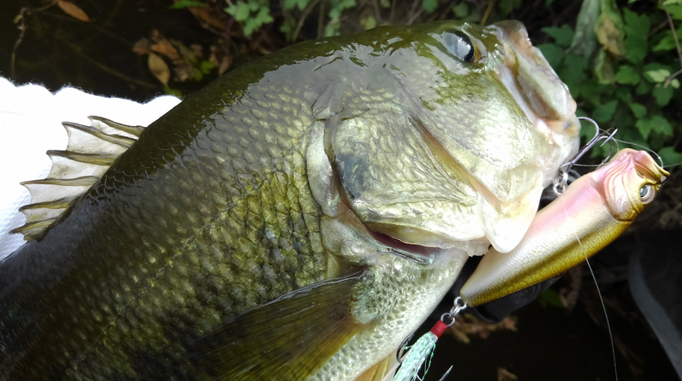 バス ルアー 写真