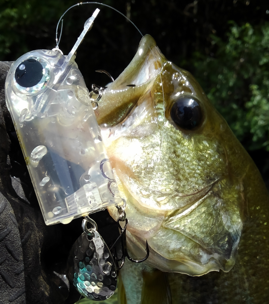 バス　ルアー　写真