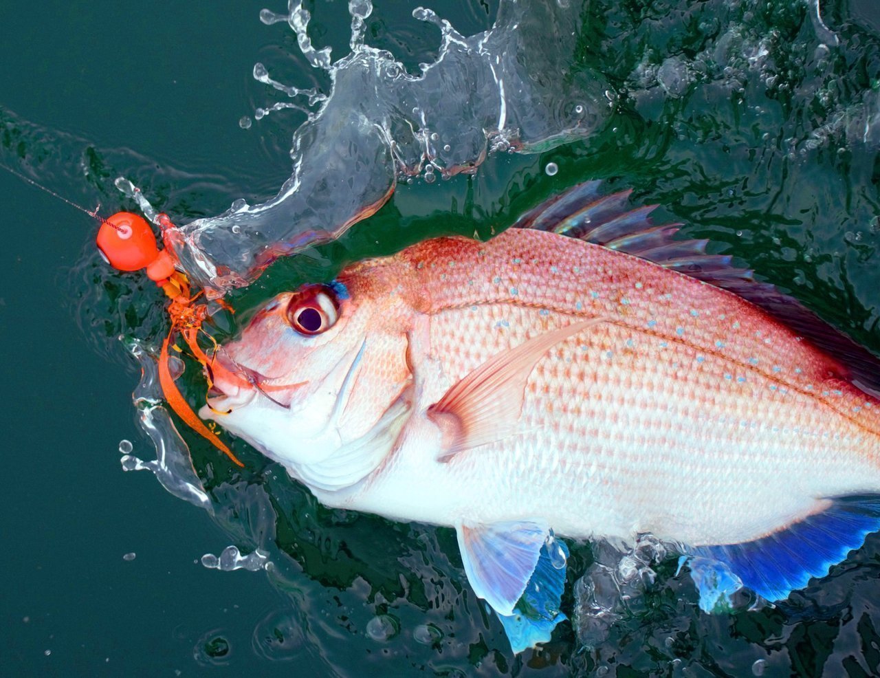 タイラバで釣ったタイの写真