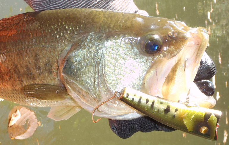 バス ルアー 写真