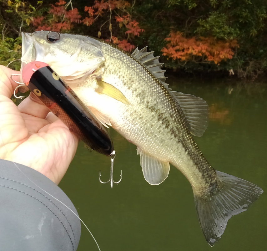 バス　ルアー　写真