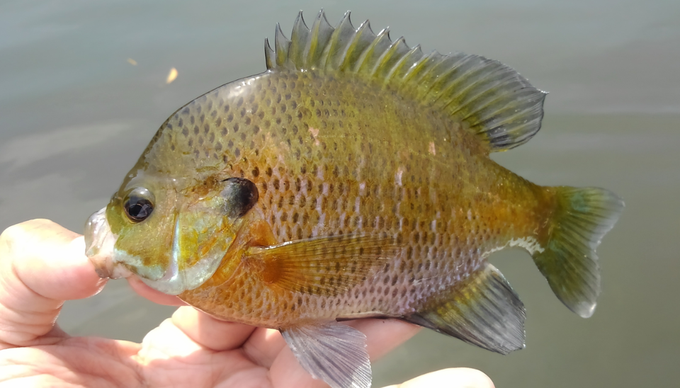 ブルーギル　写真