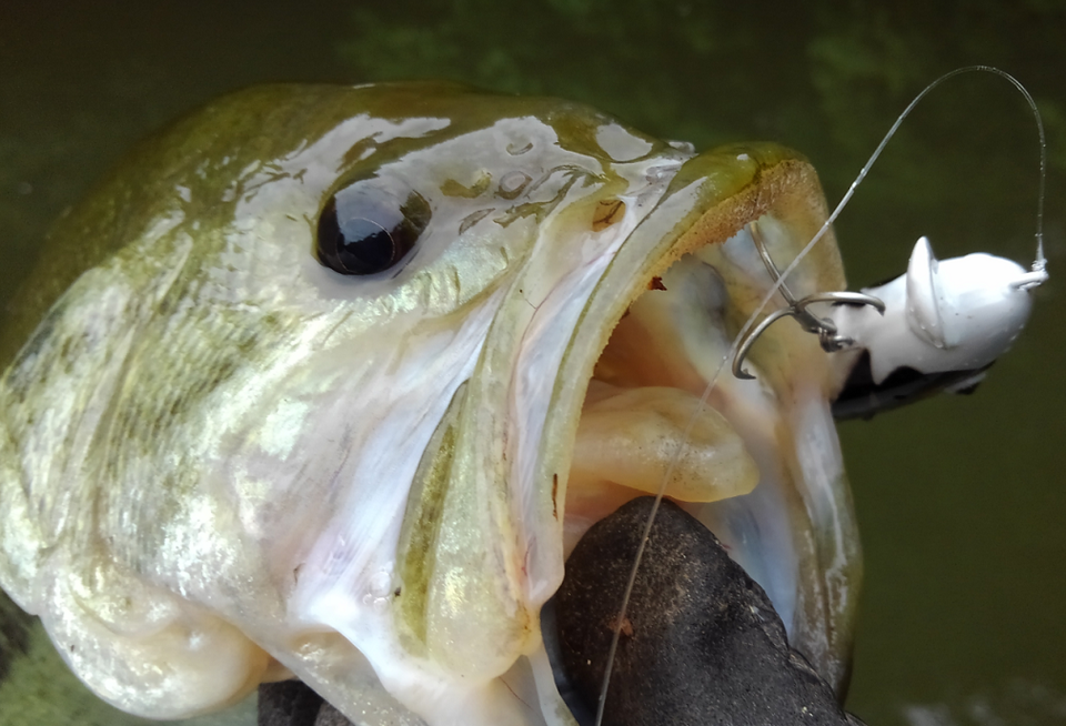 バスとルアーのアップ写真