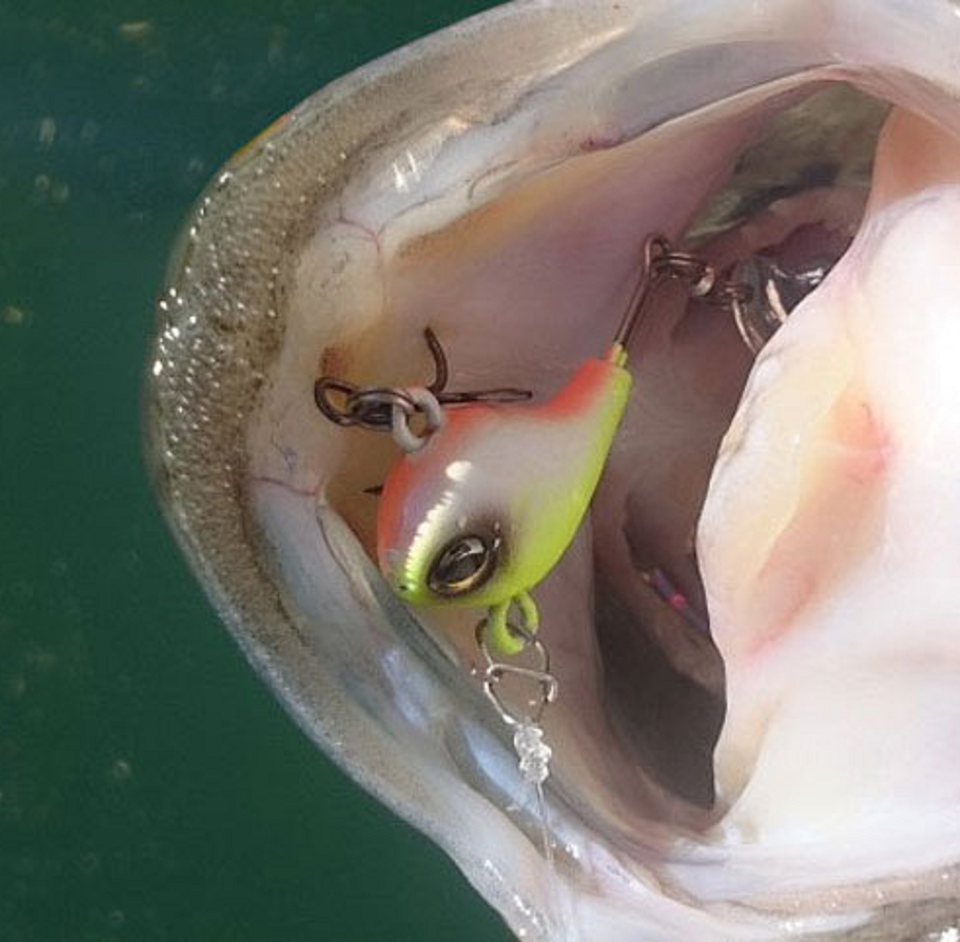 バス　ルアー　写真