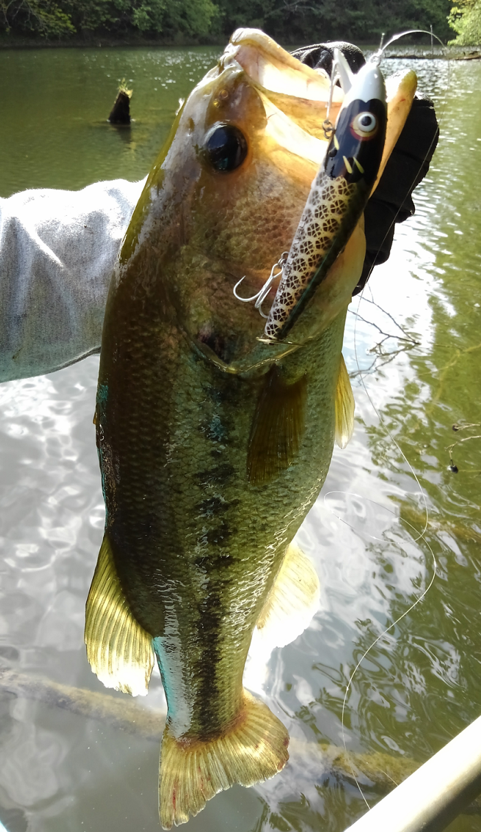 バス　ルアー　写真