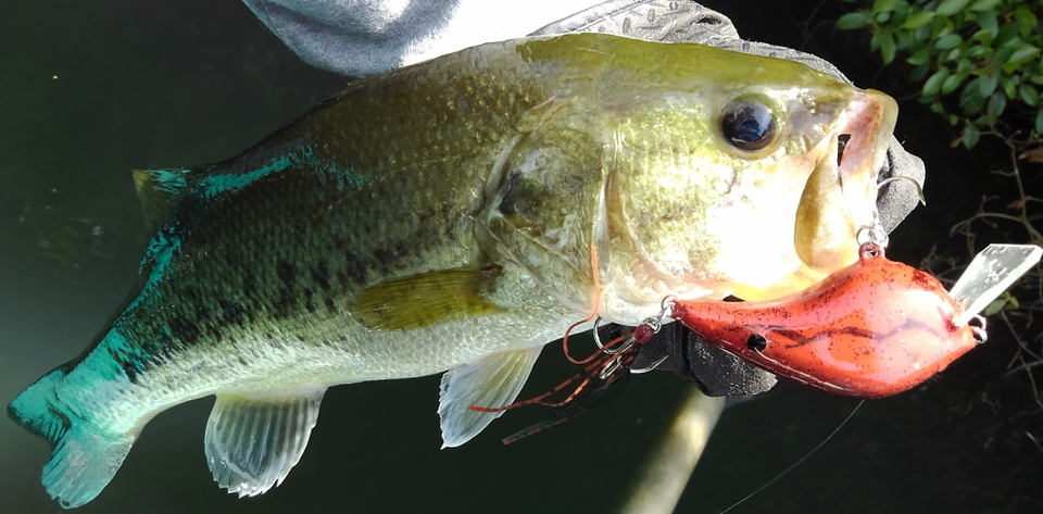 バス　ルアー　写真