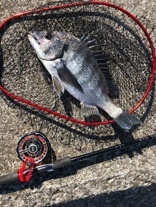 タモ　クロダイ　釣り竿　写真