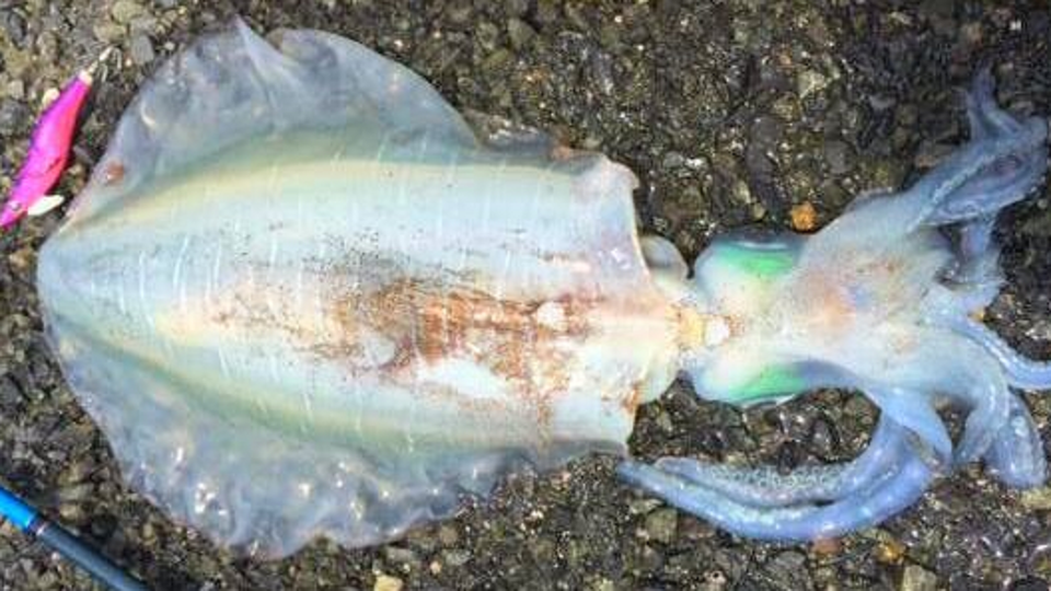 イカ　エギ　写真