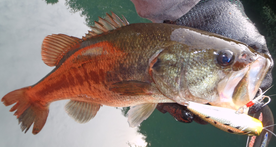 バス　ポッパー　写真