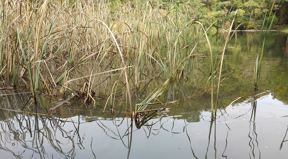 ブッシュ　写真
