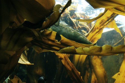 海中　海藻　クロソイ　写真