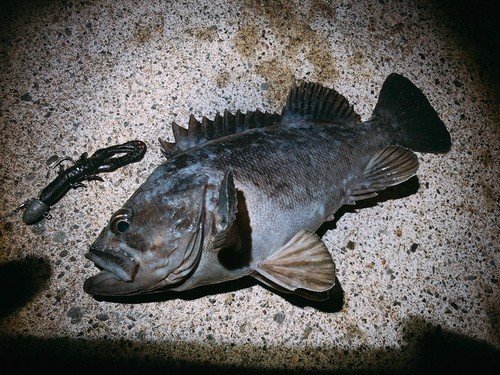 クロソイ　ワーム　写真