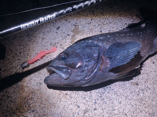 クロソイ　ワーム　ロッド　写真