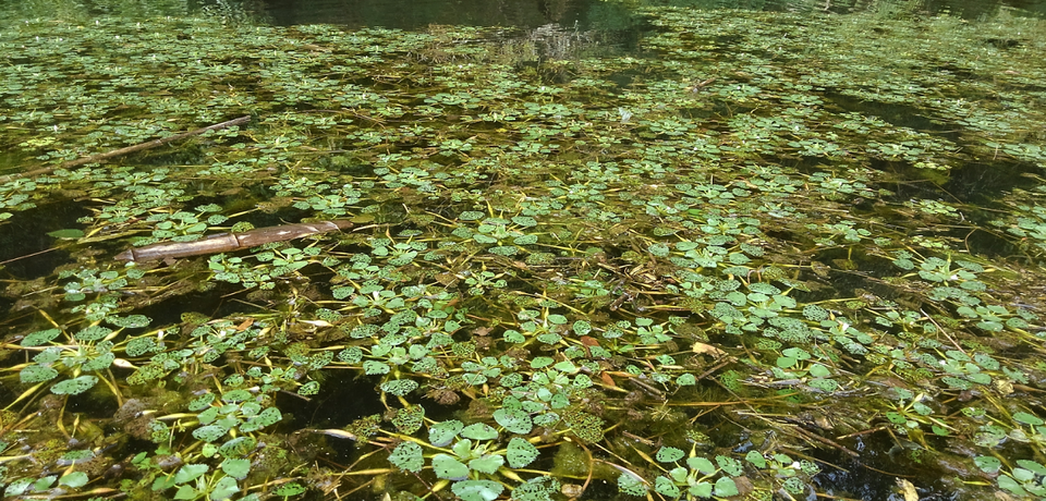 ウィード　写真