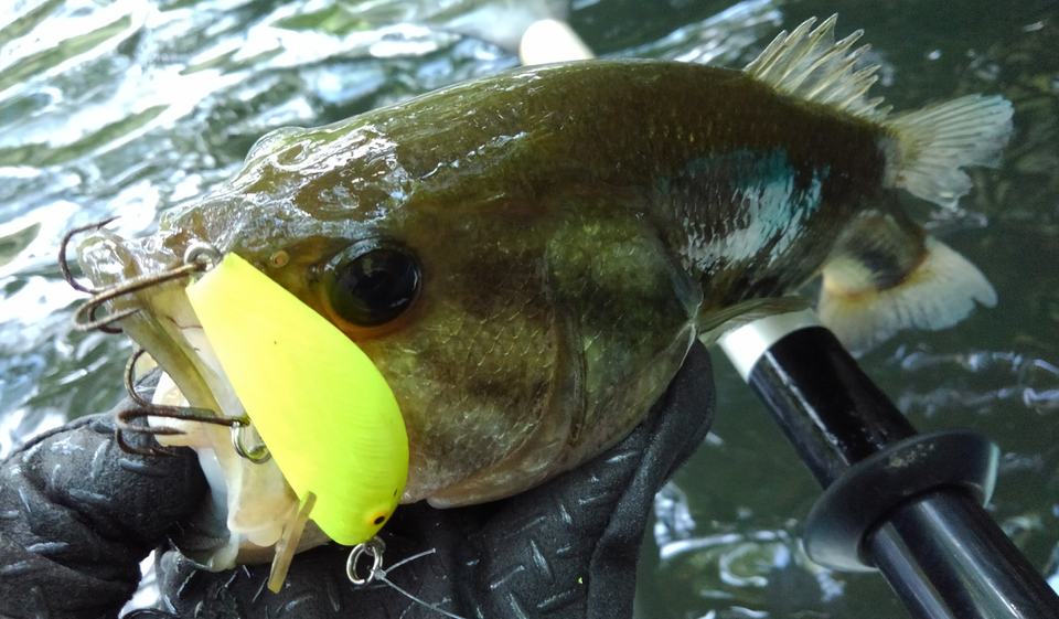 バス　ルアー　写真