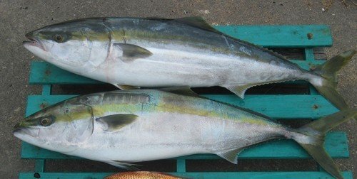 魚 ヒラマサ 写真