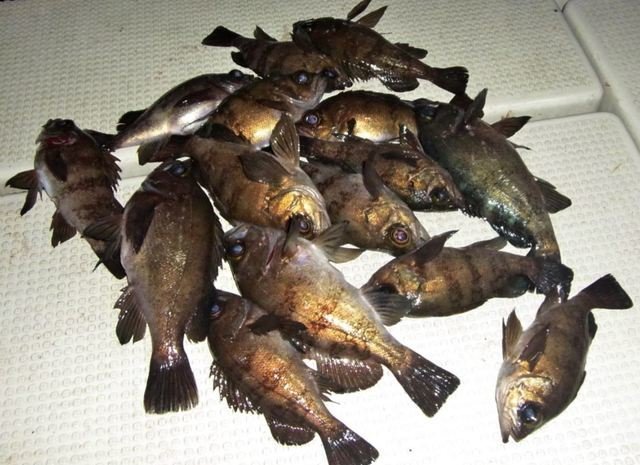 メバル　釣果　ツ抜け