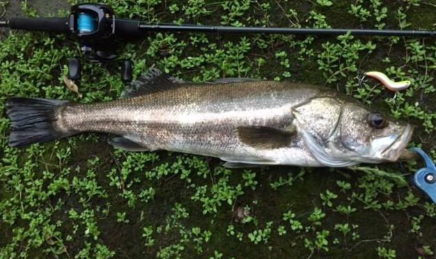 シーバス ロッド リール 写真