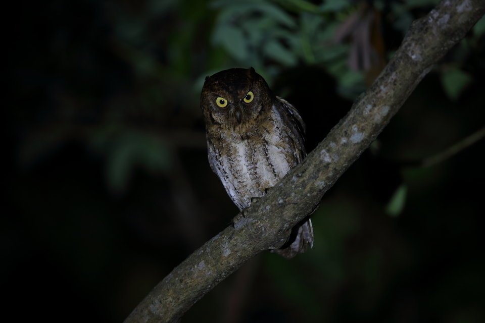 フクロウ　夜行性　写真