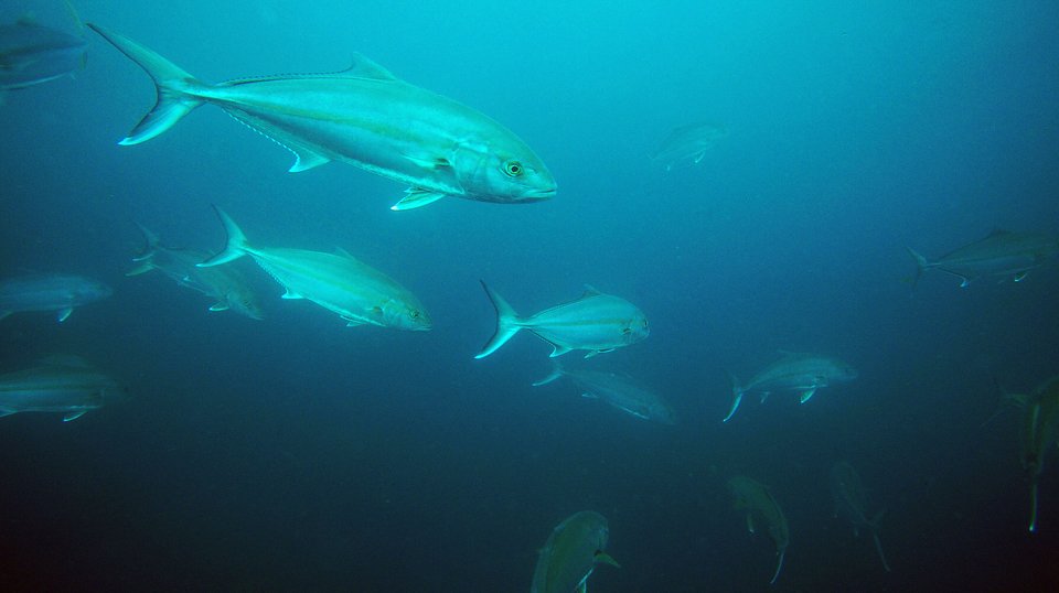 ヒラマサ　海中