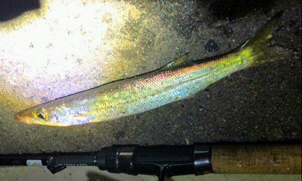 堤防の周りで群れているカマス