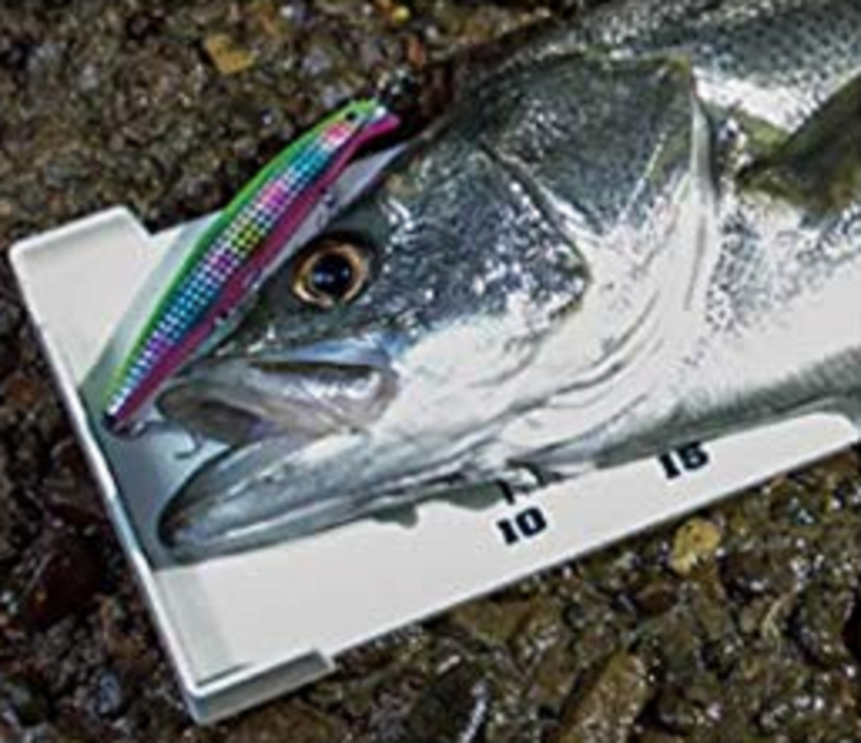 魚　メジャー　ルアー　写真