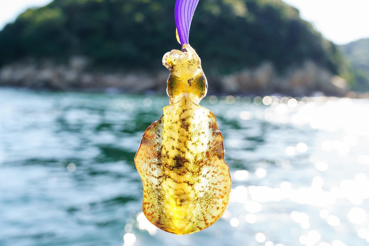 アオリイカの釣れる時期は春と秋！水温やシーズナルパターンをチェック！