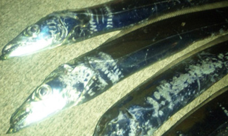 太刀魚に効くルアー特集 ジグヘッド ワーム以外にも効果的なルアーが登場 太刀魚に効くルアー特集 ジグヘッド ワーム以外にも効果的なルアーが登場