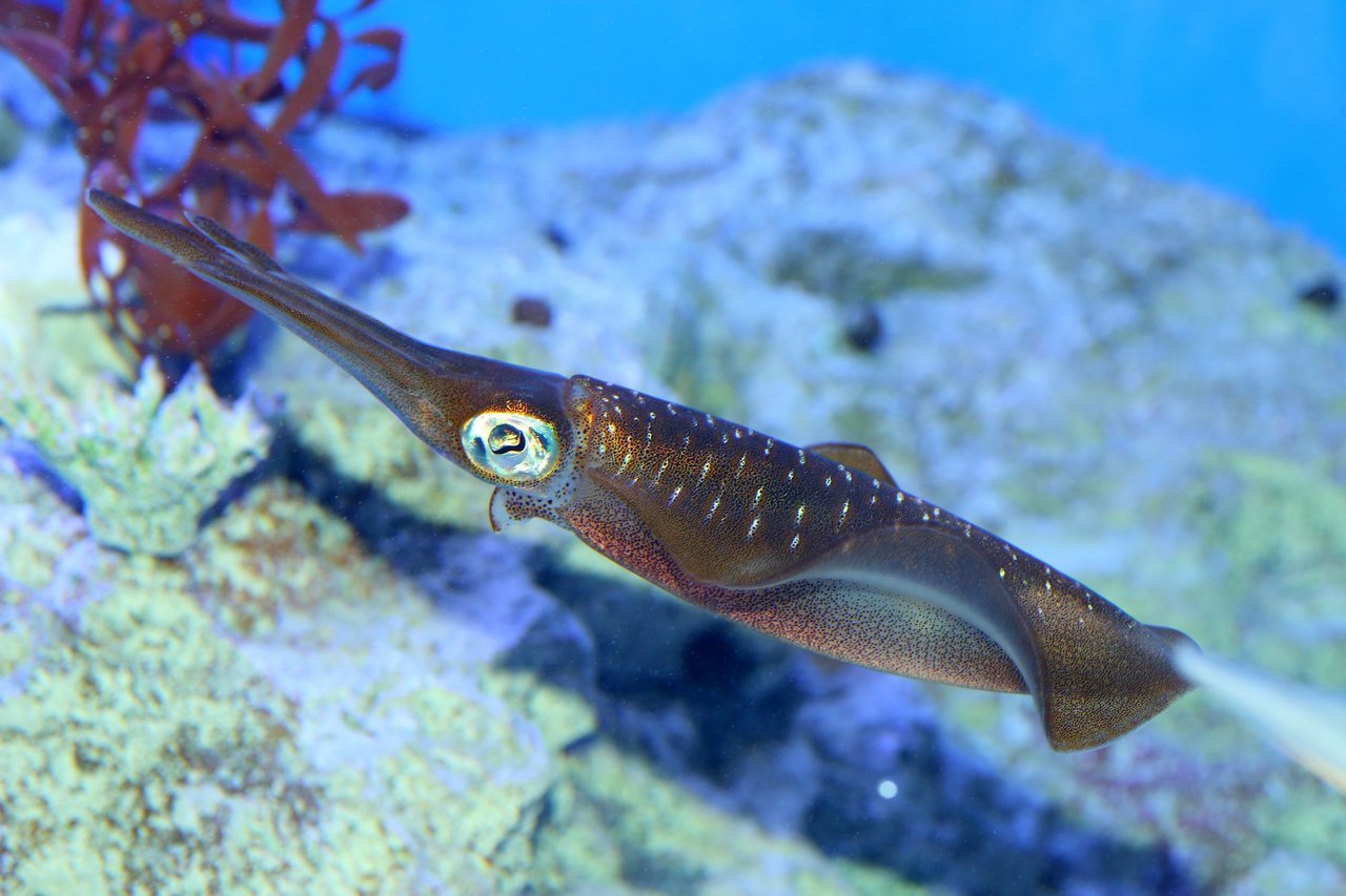 ヤリイカの写真