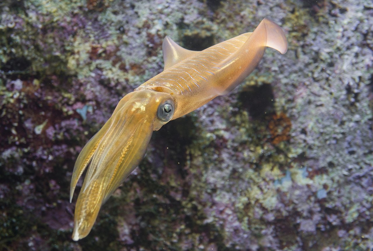 ヤリイカの写真