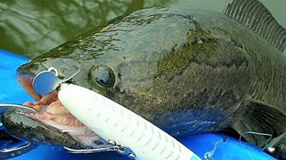 ライギョ　ルアー　写真