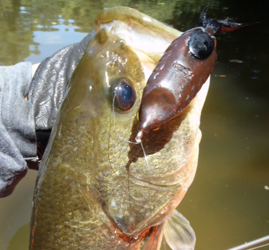 バス　ルアー　写真