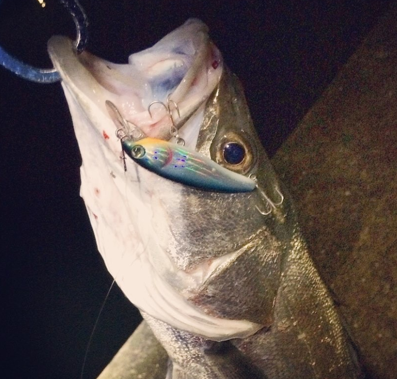 シーバス　ルアー　写真