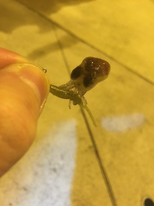 ミミイカ　手　写真