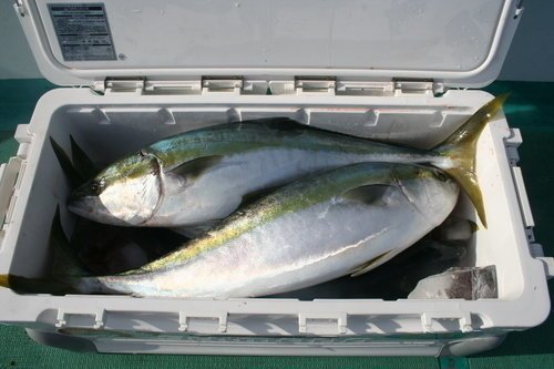 ヒラマサ クーラーボックス 写真