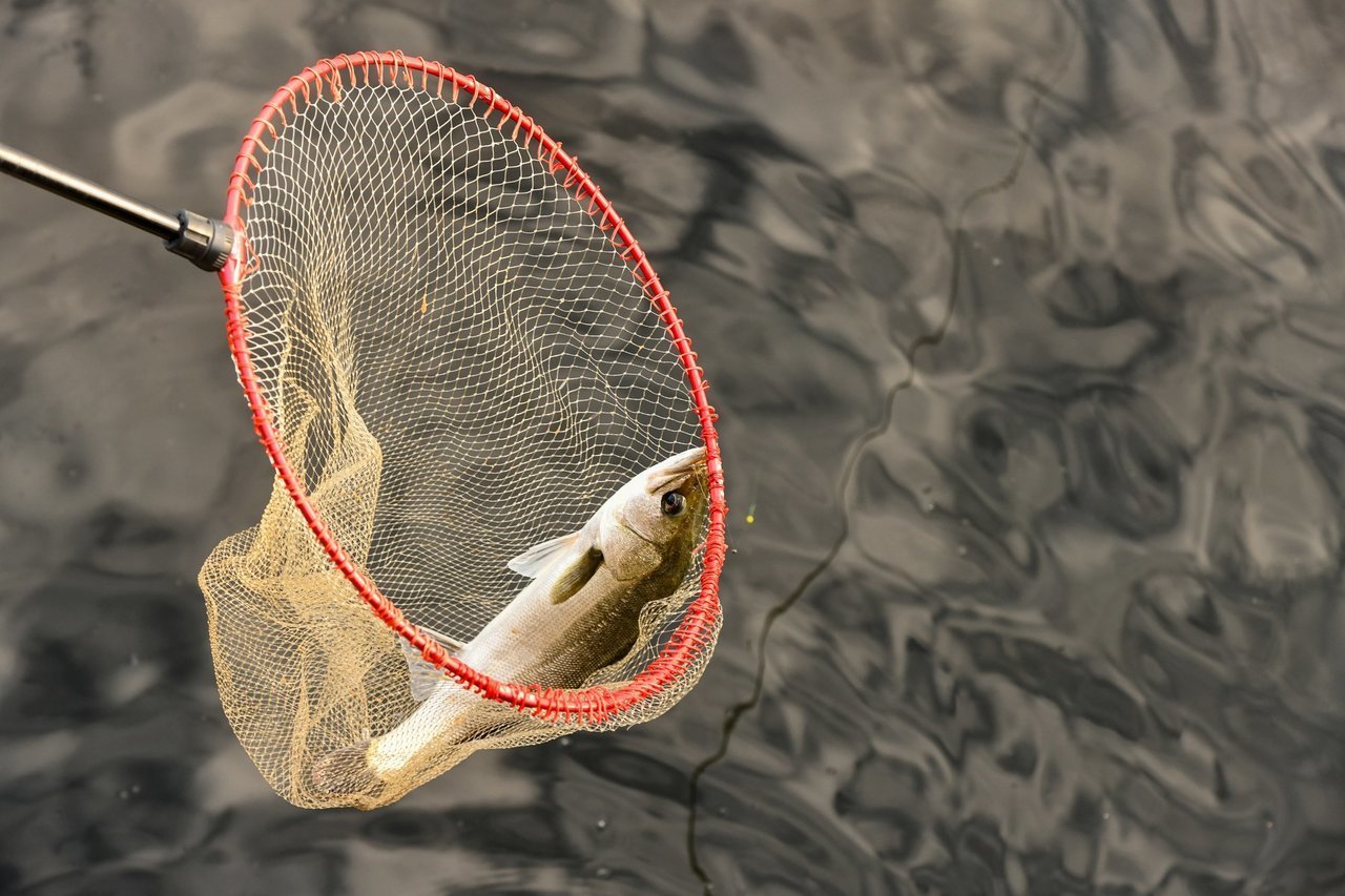 タモ網のおすすめ14選！玉の柄など釣りで一緒に使いたいアイテムもご紹介！