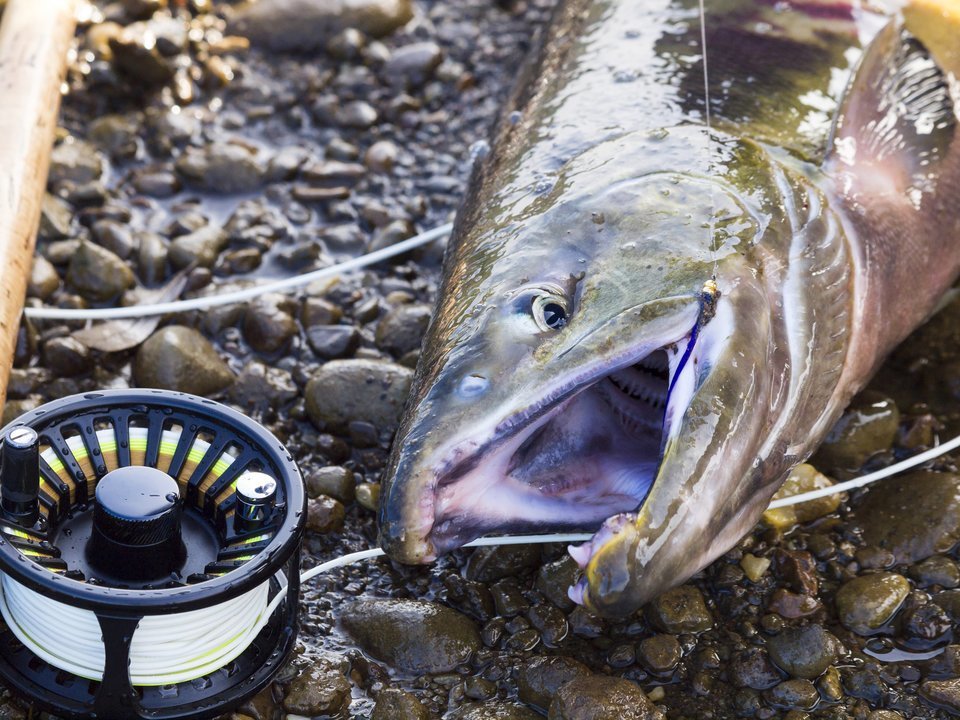 釣り上げられた鮭の写真