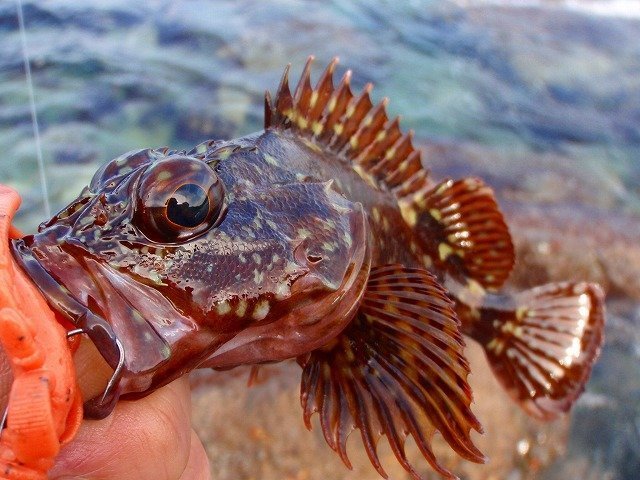 カサゴのトゲの写真