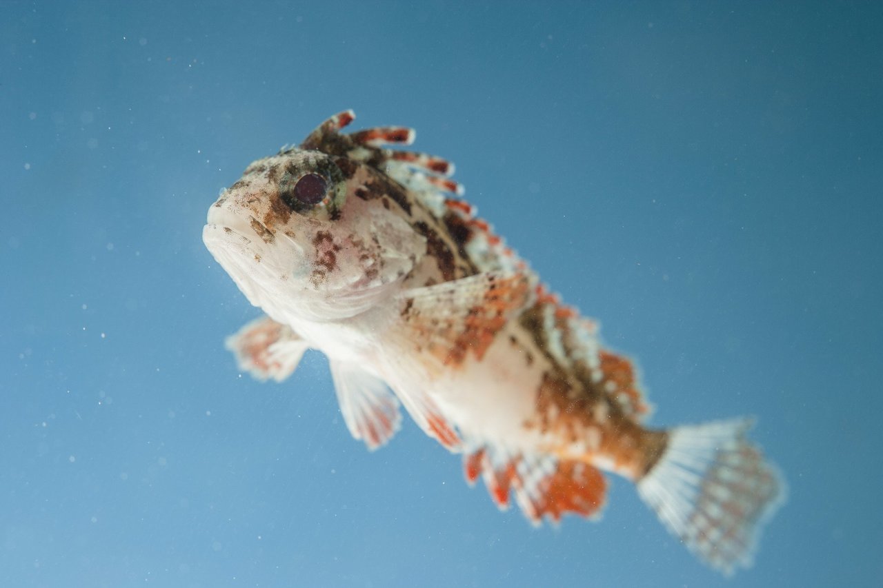 カサゴに毒があるって本当なの 釣り場で出会う毒魚にはこんなものが