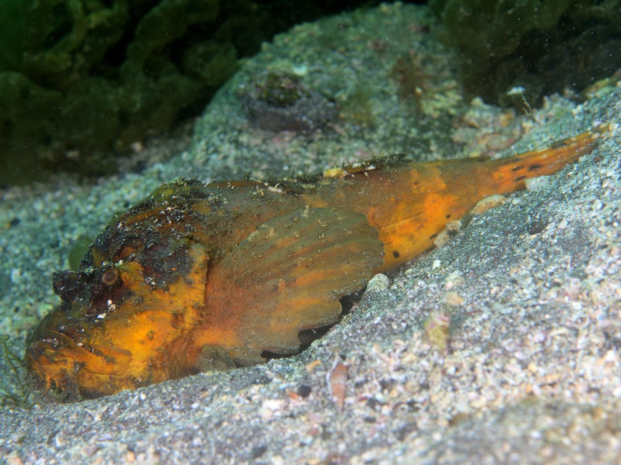 オニオコゼの写真