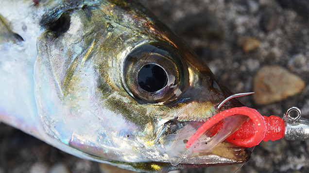 アジ　ジグヘッド　写真