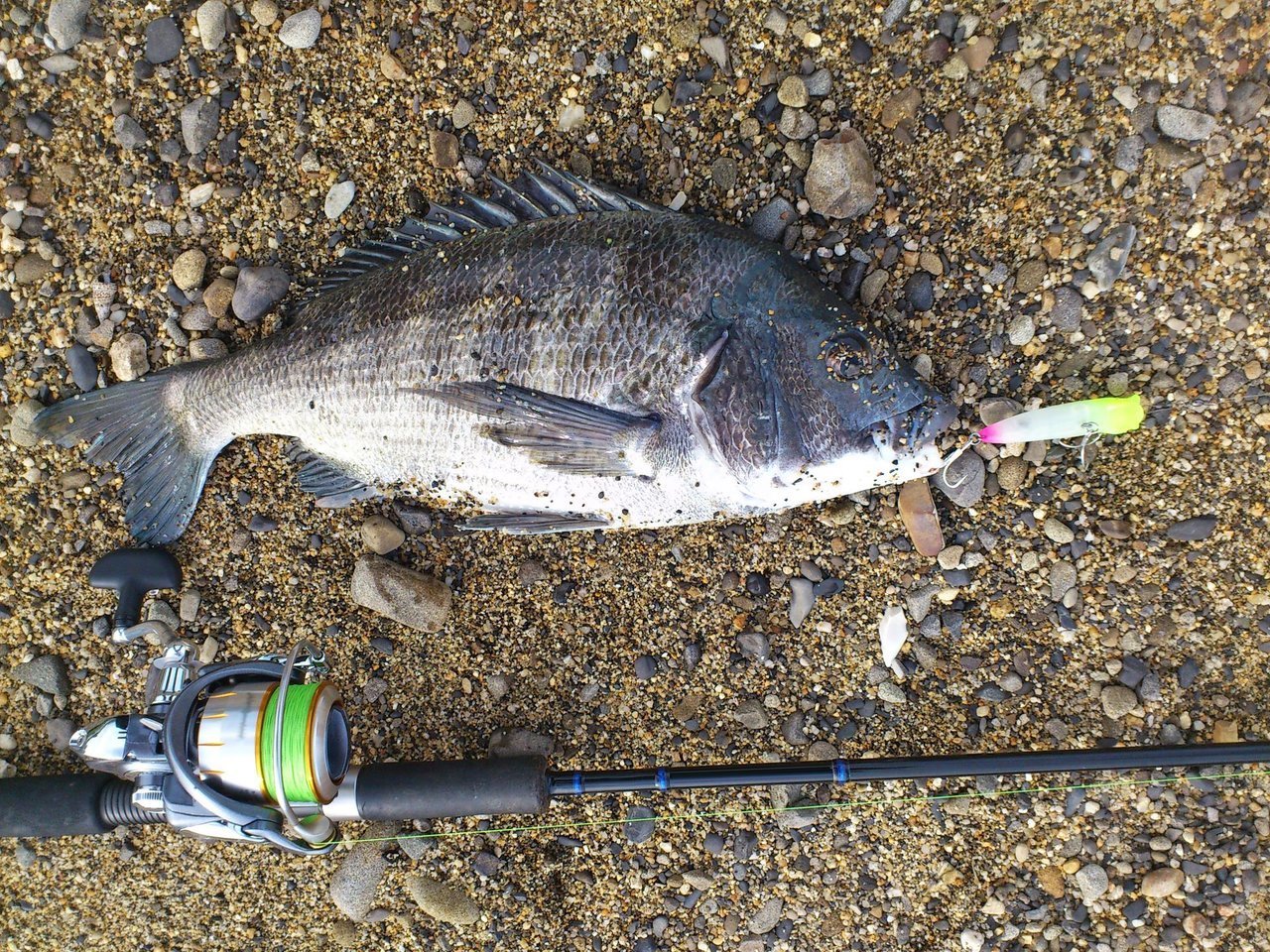 タックルとチヌの写真