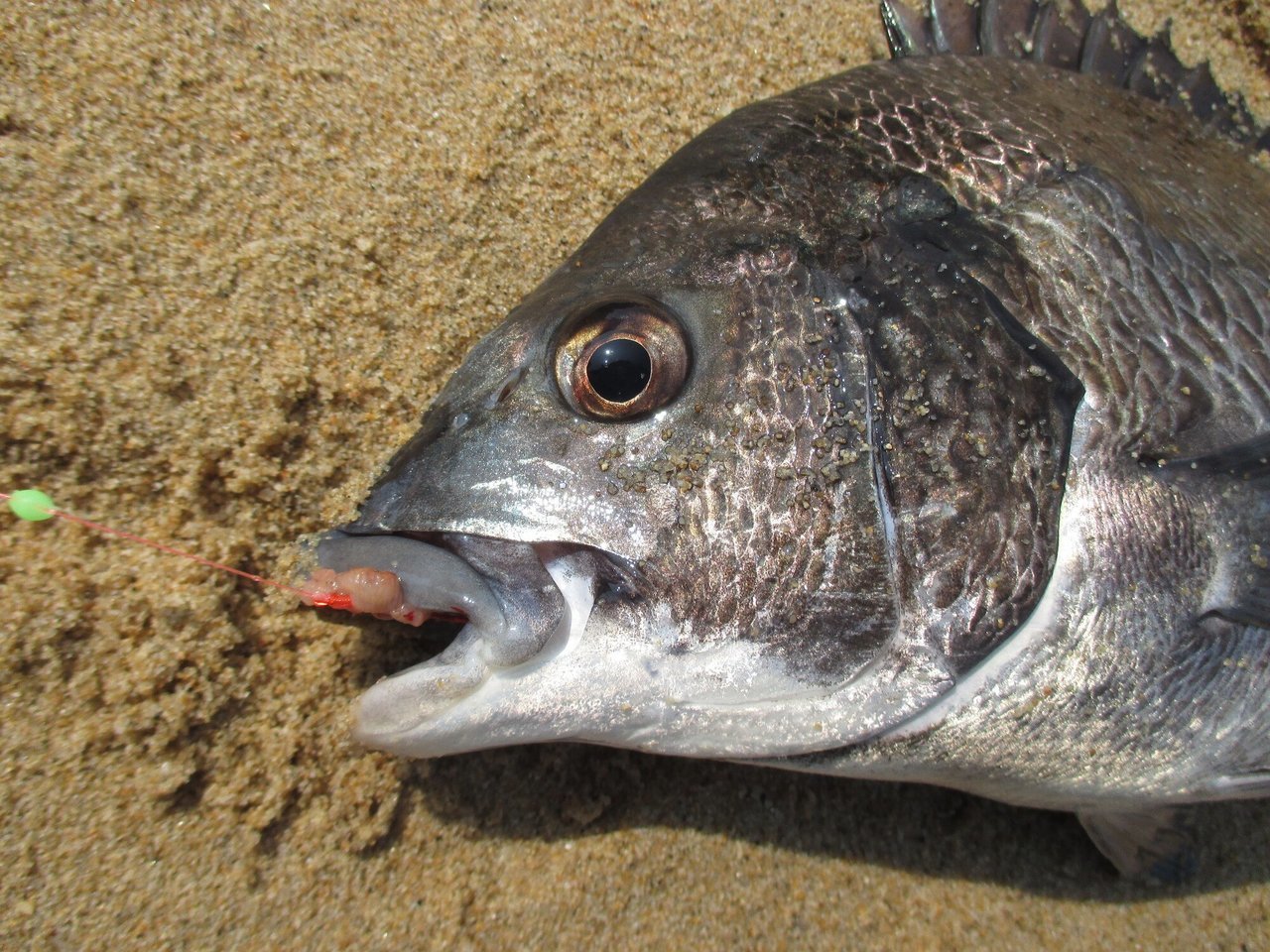 安心 保証 VARIVAS バリバス 流雅61 雷魚 ロッド | irai.co.id