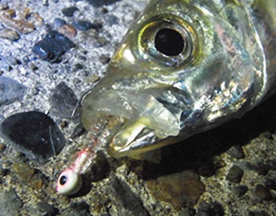 ジグヘッド アジ 写真