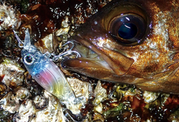 メバルがルアーをくわえた写真