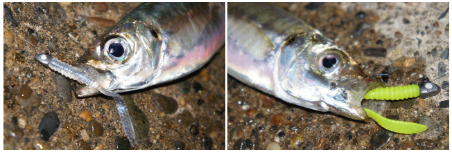 ワーム アジ 写真