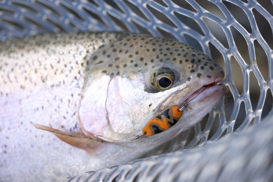 スプーンルアーの付いたニジマスの写真