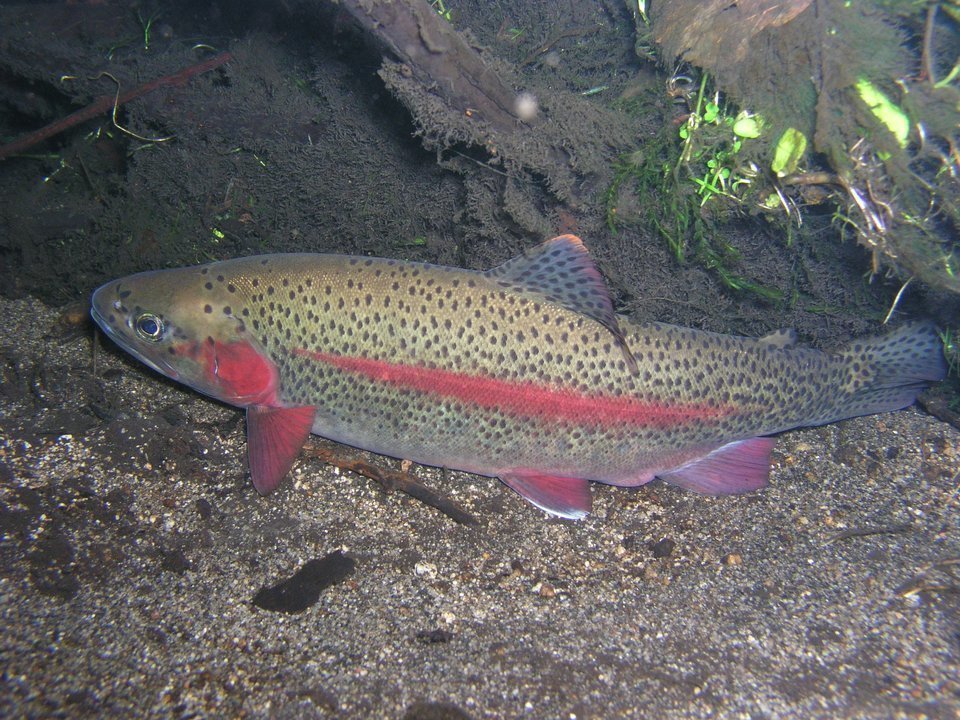 ニジマスの写真