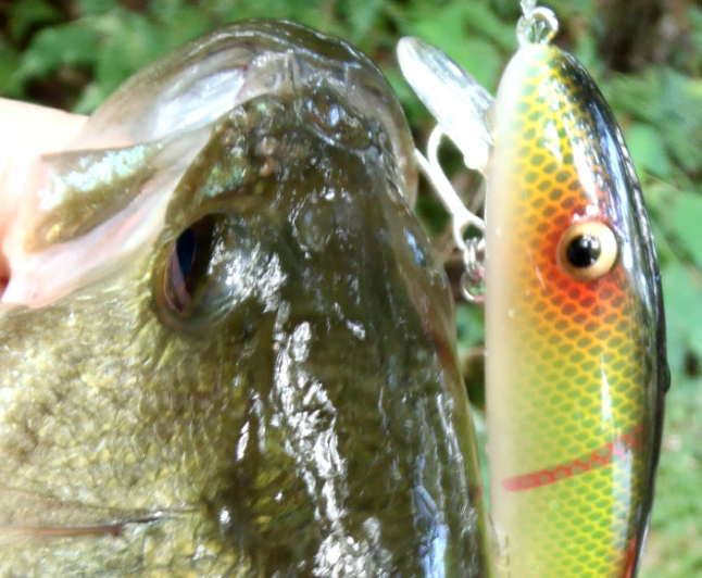 バス　ルアー　写真