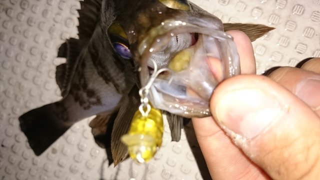 メバル　メバリング　プラグ　釣り